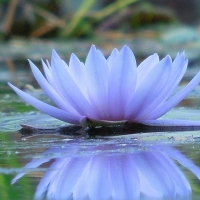 a beautiful water lily