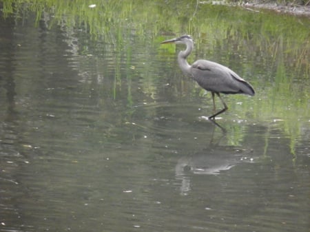 blue heron - looking, hungry, water, blue