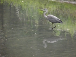 blue heron