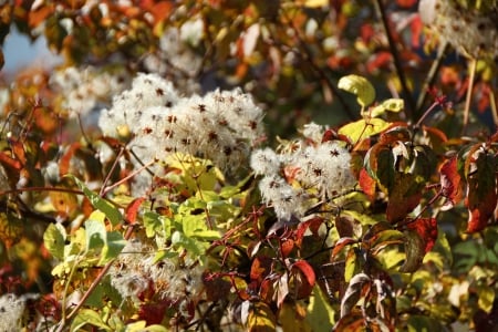 Homeland 2 - Flowers, home, tree, autumn