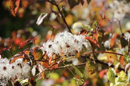 Homeland 3 - nature, autumn, home, flowers