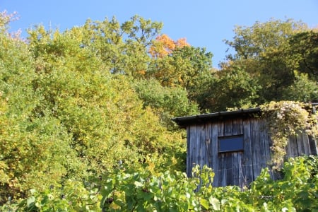 Homeland 5 - nature, shack, autumn, trees