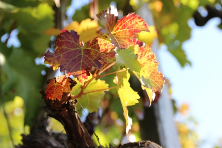 Homeland 6 - sunny, grapevine leaves, vine, autumn