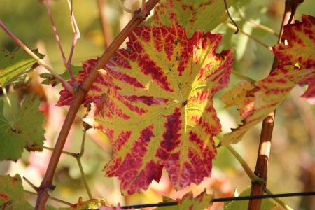 Homeland 7 - coloured, grapevine leaves, sunny, autumn