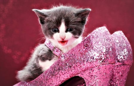 Stilettos trap - stiletto, trap, shoe, pink, cat, animal, kitten, glitter, cute