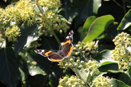 Homeland 8 - butterfly, last summer greetings, golden october, autumn