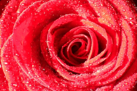 Rose 2 - wonderful, rose, flower, red