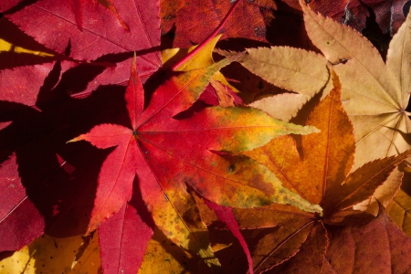 The Colours of Autumn! - leaves, colours, nature, autumn