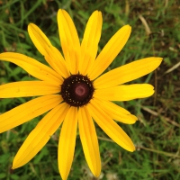 Brown Eyed Susan