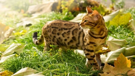 Bengal - pretty, animals, bengals, cats