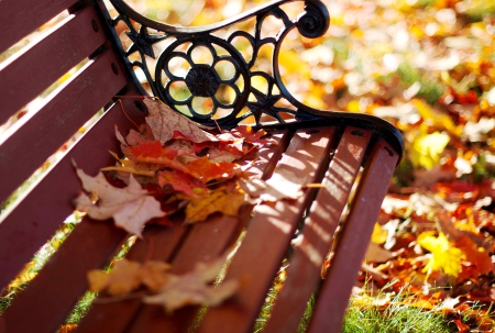 Autumn Leaves - bokeh, autumn colors, splendor, leaves, fall, nature, autumn, autumn splendor, bench, autumn leaves