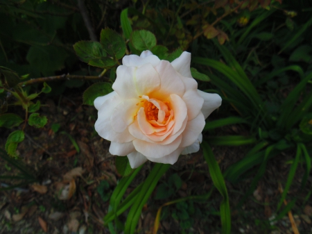 White Roses - roses, nature, amazing, pretty, macro, dark, beautiful, flowers, outdoor