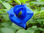 Blue Flowers