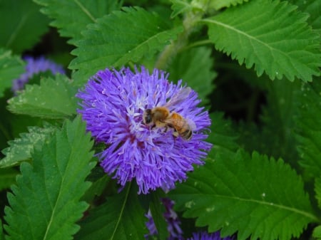 Bee on Flower - insect, bee, flower, nature