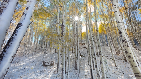 wonderful aspen forest in mcclure pass colorado - winter, forest, mountain, trunks