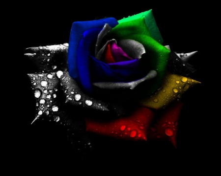 Multicoloured Rose - multicolored, yellow, red, petals, blue, wet, green