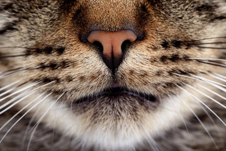 Cat - sleepy, cute, beautiful, cat, sleeping, kitty, cats, hat, cat face, paws, face, animals, pretty, beauty, sweet, kitten, lovely