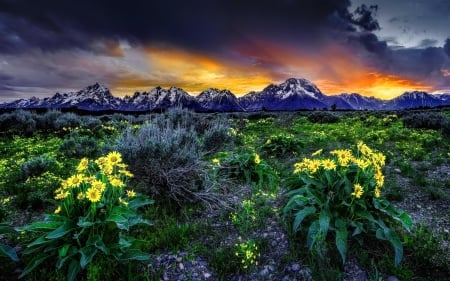 Field sunset - summer, rocks, beautiful, flowers, sky, nice, lovely, field, sunset, nature, mountain, colors, cloudy