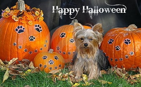 Halloween Dog - pumpkins, halloween, animals, dogs, photo