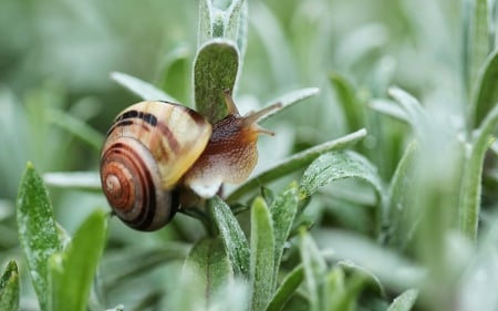 snail - run, shell, animal, snail