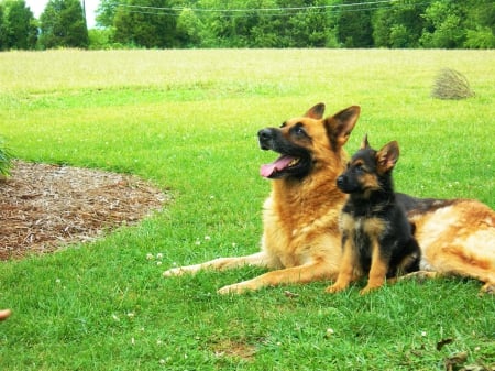 Proud Mom - nature, cub, lawn, trees, shepherd