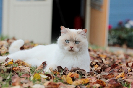 Cat - sleepy, cute, beautiful, cat, leaves, sleeping, kitty, cats, hat, cat face, autumn, paws, face, animals, pretty, beauty, sweet, kitten, lovely