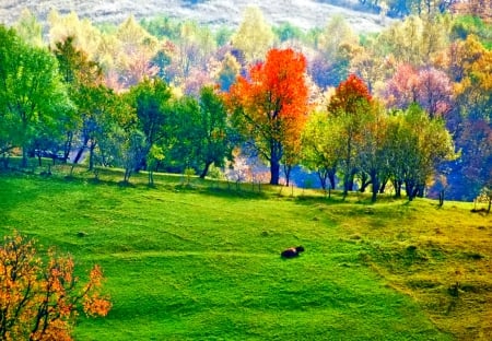 October - nice, autumn, colorful, mirrored, shine, foliage, fall, pretty, reflection, tree, golden, branches, falling, lovely, nature, glow, october, beautiful, leaves, colors