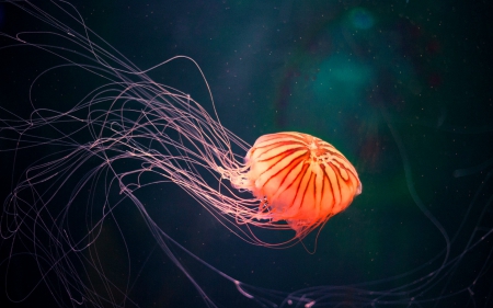 Jellyfish - orange, animal, jellyfish, ocean