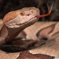 Brown snake