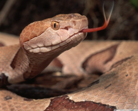 Brown snake - close-up, snake, predators, HD, brown snake, repiles, nature, animals, wildlife, wild, wallpaper