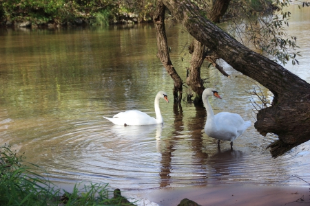 Paseo on 29.October 2013 (5) - water, swan, autumn, home