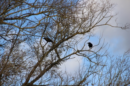 Paseo on 29.October 2013 (9) - tree, home, autumn, crows