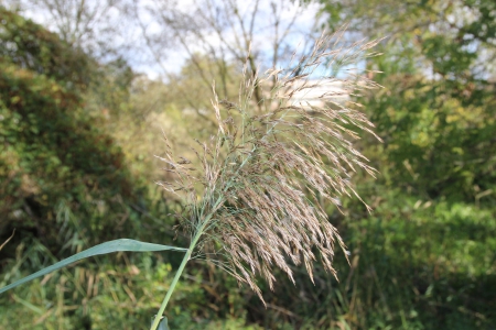 Paseo on 29.October 2013 (12) - reed, nature, home, autumn