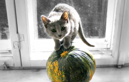 Pumpkin on pumpkin - funny, animal, cute, halloween, cat, yellow, by zamedena, grey, green