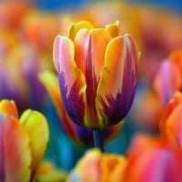 Colorful Tulips