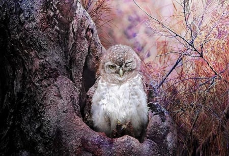 Owl - owl, bird, nature, photography, night bird, forest, tree