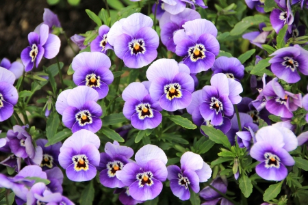 Purple Pansies! - flowers, nature, purple, pansies