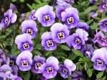 Purple Pansies!