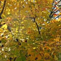 Golden Fall