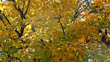 Golden Fall - golden trees, golden autumn, golden fall, autumn trees