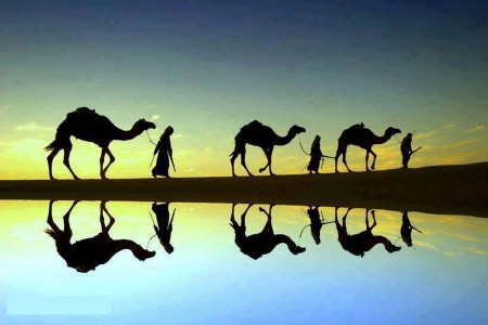 camels - sunets, water, camels, people