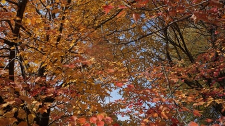 Autumn Above - autumn above, autumn view, tranquil autumn, auutmn scene