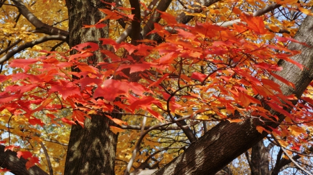 Autumn Tree - red fall, fall tree, red autumn, Autumn Tree