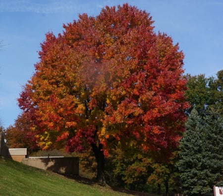 The Perfect Autumn Tree - autumn view, beautiful autumn tree, The Perfect Autumn Tree, autumn trees