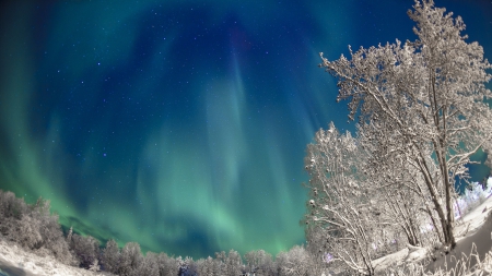 wonderful northern lights in sweden - trees, winter, northern lights, stars