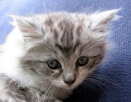 Kitten - background, gray, blue, kitten