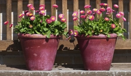 Flowers - jars, pink, summer, Flowers