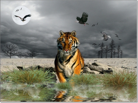 Oasis tiger - eagle, huntr, tiger, birds