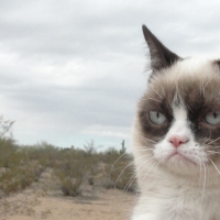 Grumpy Cat