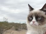 Grumpy Cat